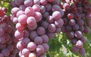 与葡萄相克的食材吃葡萄的好处功效宜吃忌吃人群