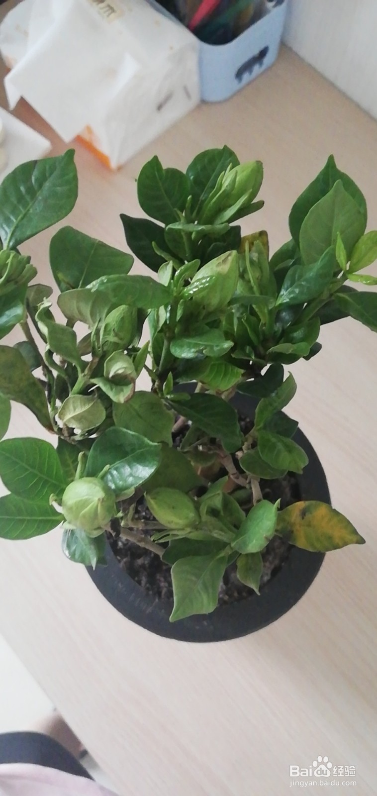 栀子花的养护