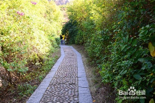 【深圳免费景点篇】塘朗山郊野公园游玩攻略