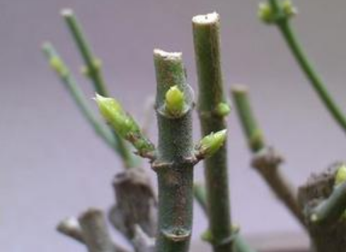 非洲茉莉花怎样修剪