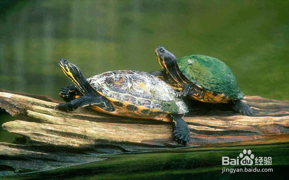 <b>乌龟到家后的饲养方法</b>