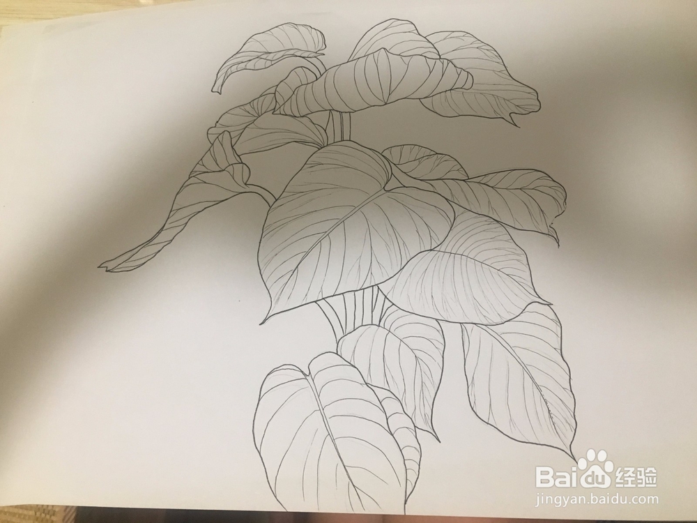 大叶绿萝线描画