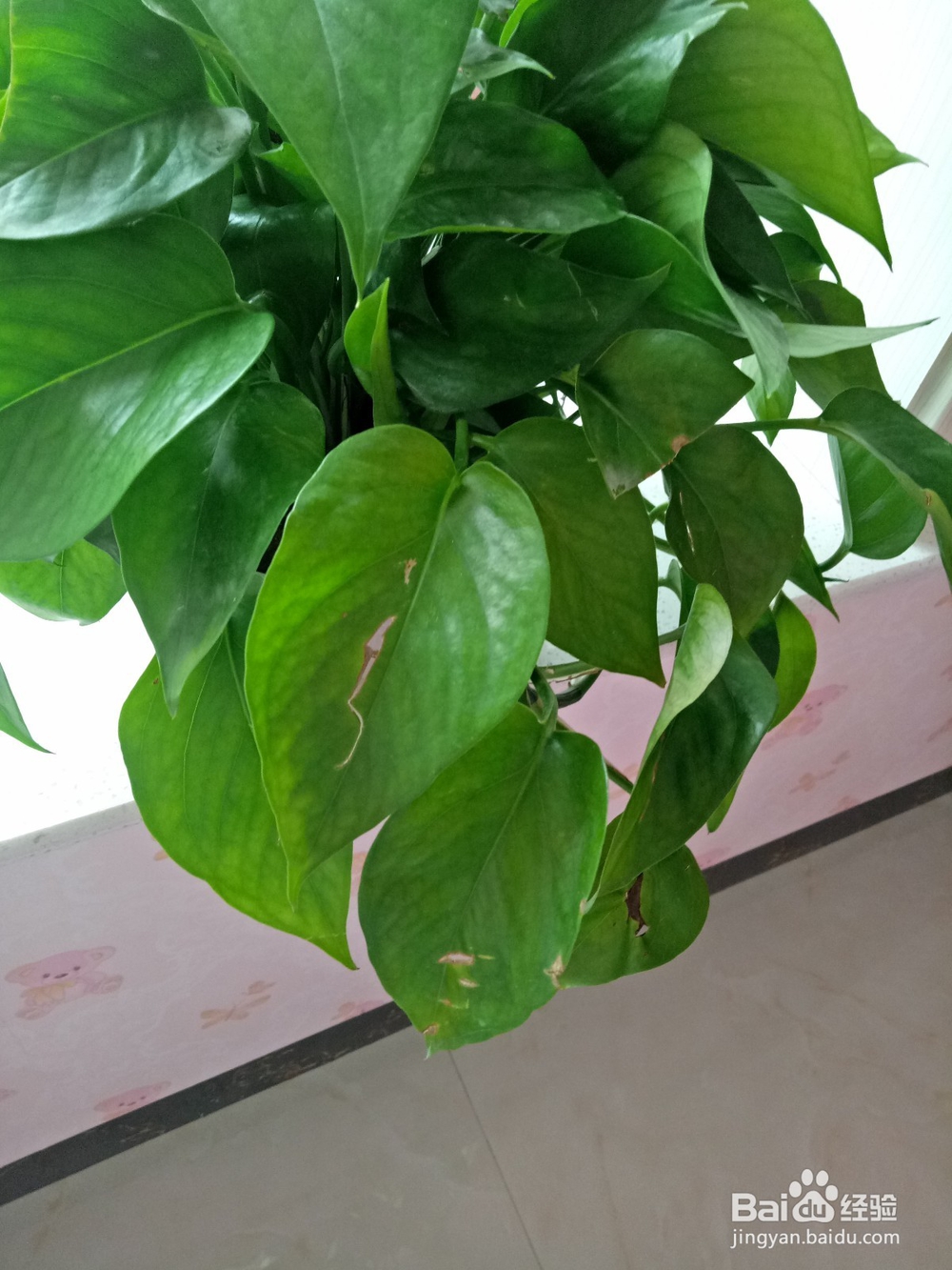 绿萝怎么养才不黄叶