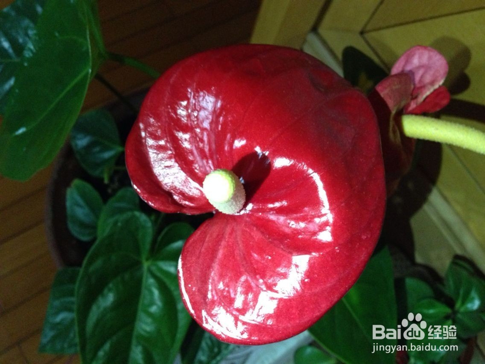 在家怎样饲养红掌？