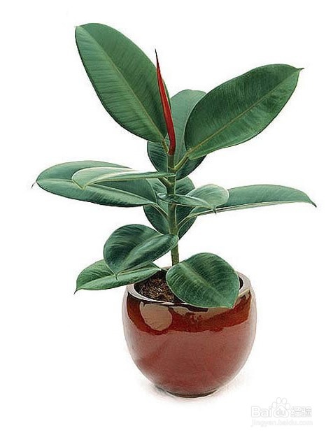 适合在家中种植的植物