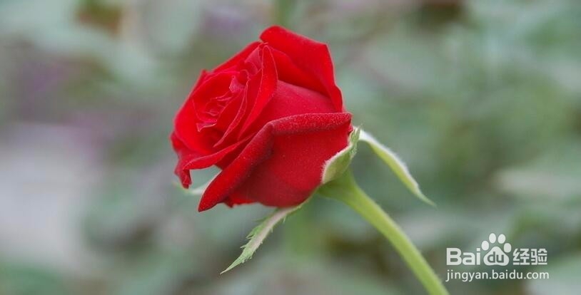 真心爱上一个人,你真的是真心吗?