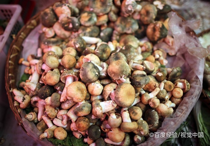 哺乳期能吃青头菇吗
