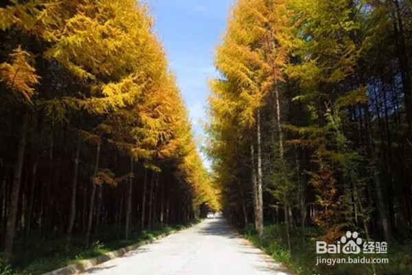 光雾山旅游攻略