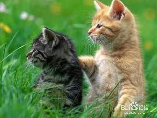 怎么选择购买健康的中国狸花猫？