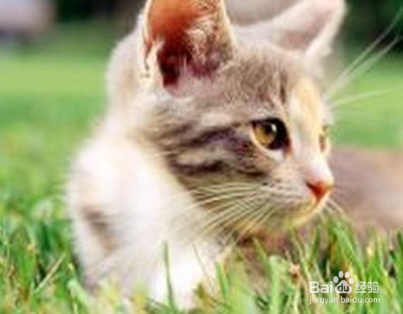 什么食物能够清肠