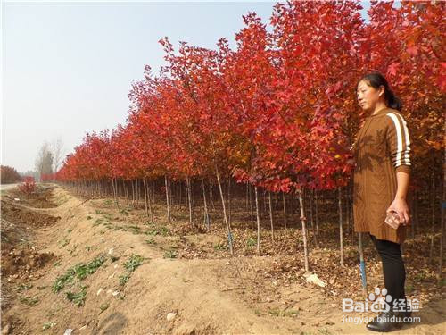 红枫的养殖方法和注意事项