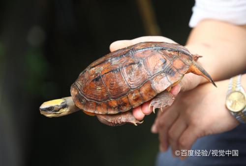 金钱龟怎么分公母