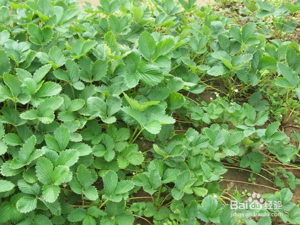 种植草莓如何进行施肥