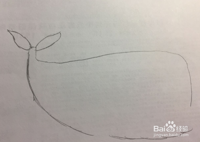 简笔画之喷水的鲸鱼