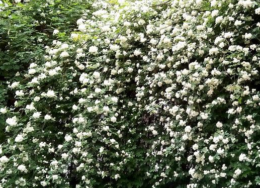 适合朗诵的小众散文有哪些