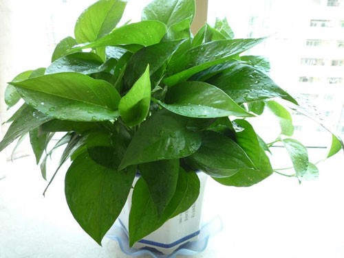 水培绿萝怎么养长得快,几天换一次水