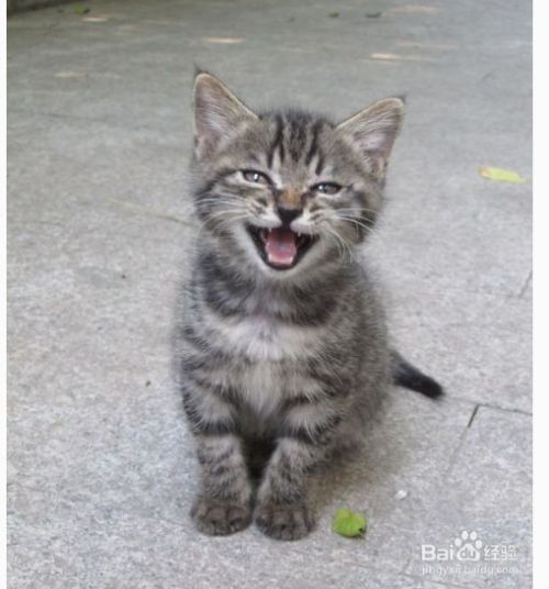 狸花猫吃什么 百度经验 狸花猫吃什么 百度经验
