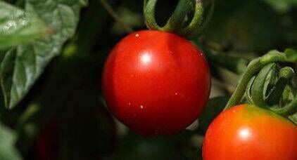 警惕：10种危险食物大揭秘