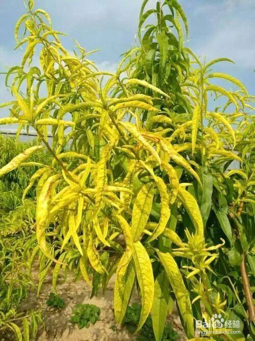 桃树叶发黄是什么原因怎么治疗