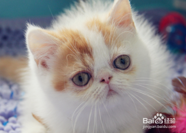 怎样照顾好你的宠物？