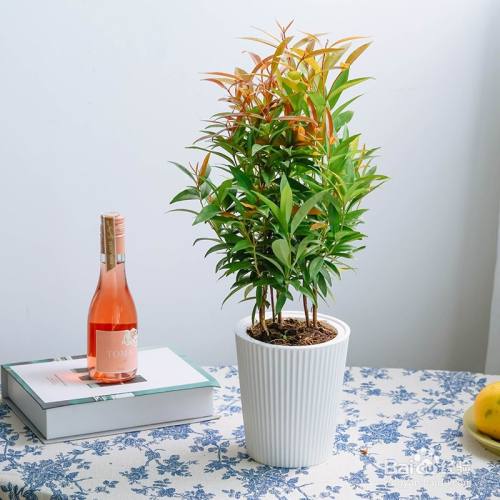 红车植物的养殖方法