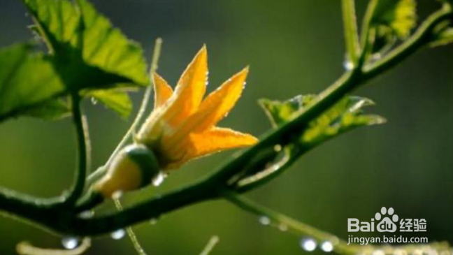 南瓜整枝打杈方法