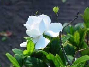 栀子花该怎么养？