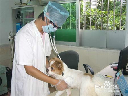 收养流浪狗你需要准备哪些？