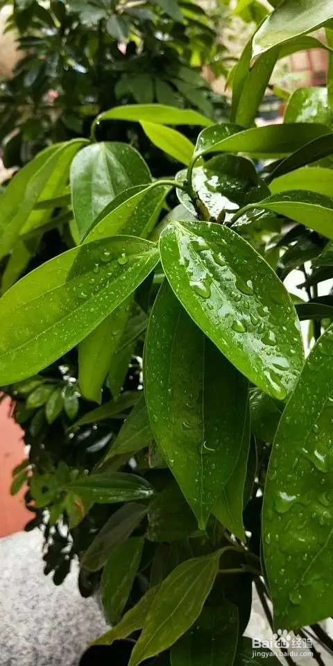 夏天养花头疼,浇水是个大问题,学会4个小方法