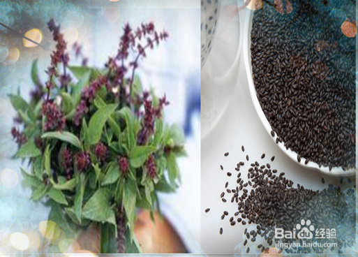 便秘和减肥实用有效喝兰香子柠檬葡萄籽茶