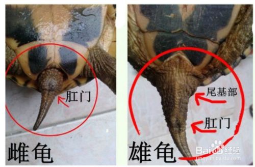 金钱龟怎么分公母