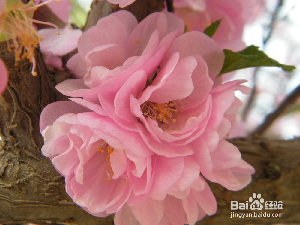 美丽的兰州：[2]春季花朵一景