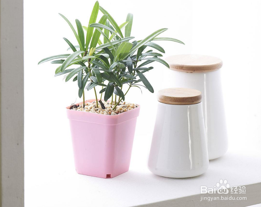 养花换花盆都要注意哪些问题？