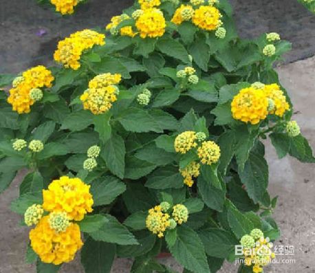 五色梅怎么修剪能爆盆