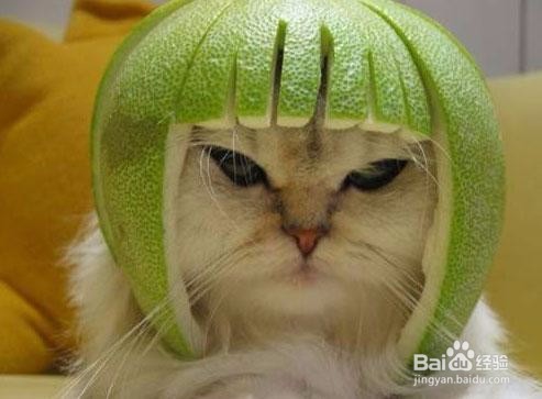 猫躲起来找不到了怎么办