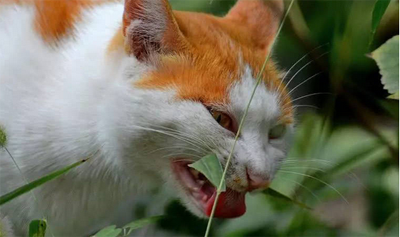 猫舔毛吃到肚子里面怎么办
