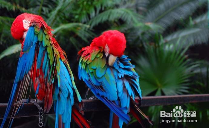 如何让飞走的鹦鹉回来