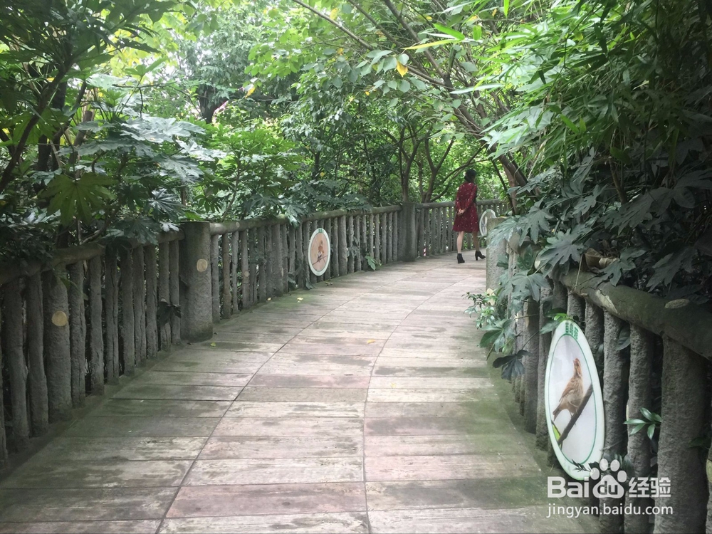 成都动物园内的花鸟林游览攻略