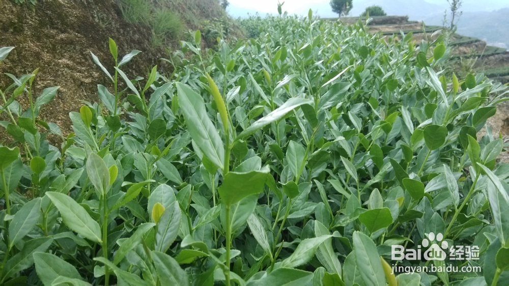 高山铁观音、低山铁观音是怎么区别