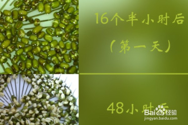 绿豆芽怎么培养呢