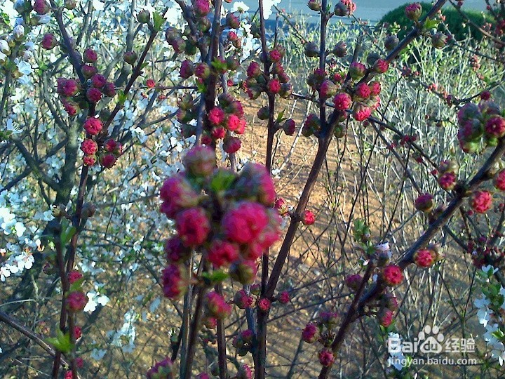 怎样用手机拍绽开的小花