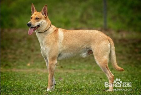 各种动物的繁殖方法 百度经验 各种动物的繁殖方法 百度经验