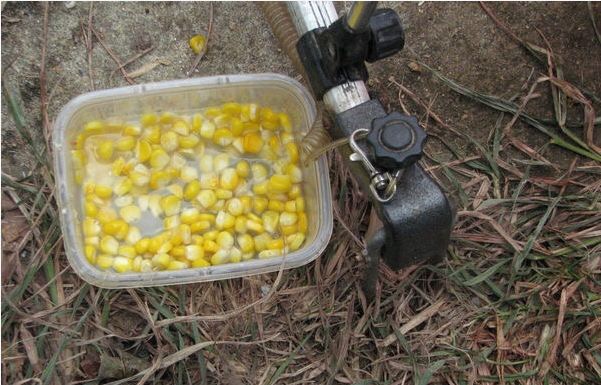 请问什么叫 饵食牝