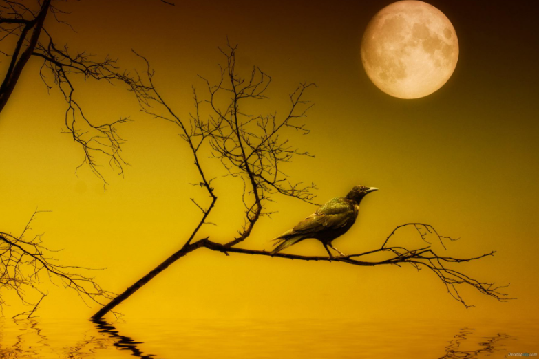 仿写白鹭这扁课文，写一篇关于乌鸦的作文