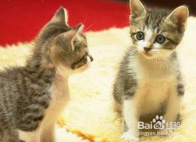 新猫入家门:怎么把它介绍给其他猫?