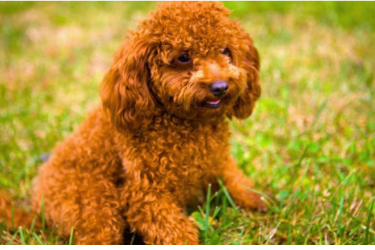 小泰迪多久能洗澡