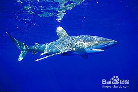 恐龙时代有鲨鱼吗?
