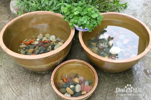 家里的废旧水缸怎么用