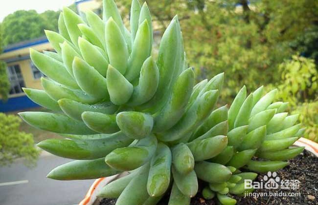 养猫家庭适合养的植物