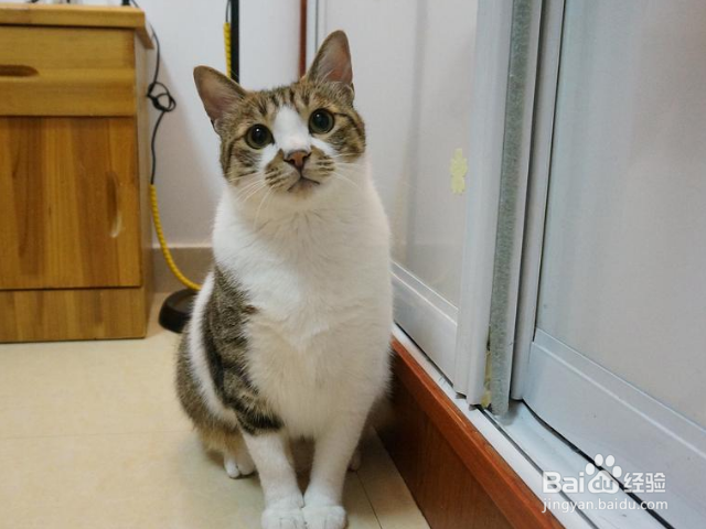 怎么给猫咪去毛球?